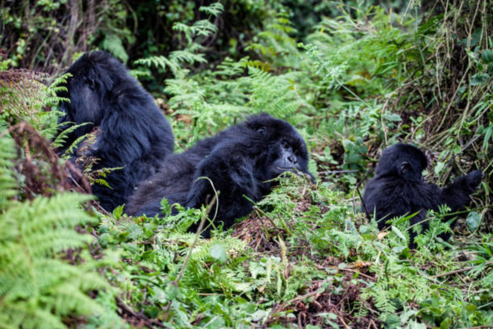 Rocky Mountains View