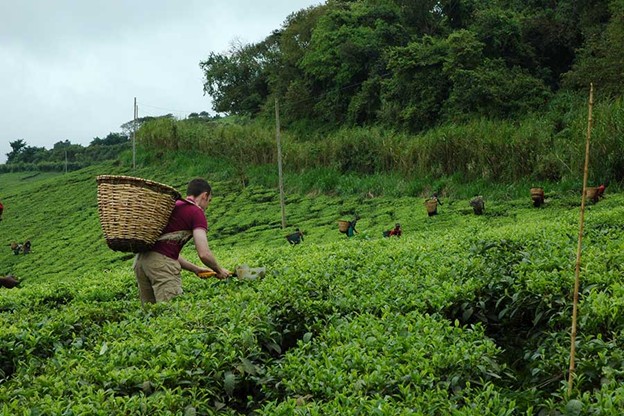 Rocky Mountains View